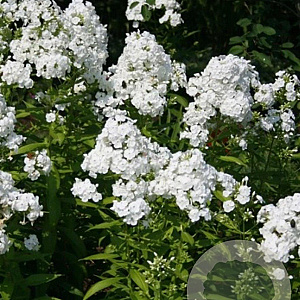 Phlox (P) 'David' GM P9