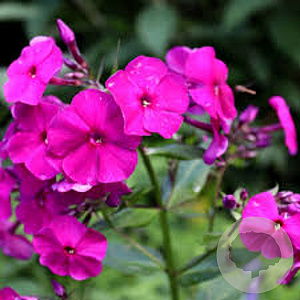 Phlox (P) 'The King' GM P9