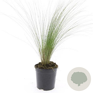 Stipa tenuissima 'Ponytails' GM 1.5