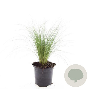 Stipa tenuissima 'Ponytails' GM 1.5