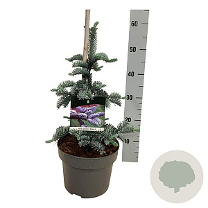 Abies procera 'Glauca' 30-40 cm 5,0L