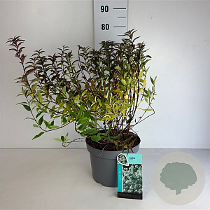 Deutzia gracilis 50-60 cm 10L