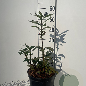 Euonymus alatus 50-60 cm 7,5L