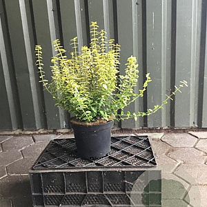 Euonymus fort. 'Emerald 'n' Gold' 30-40 cm 5,0L