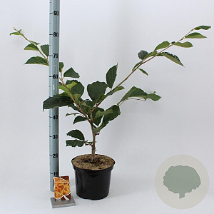 Hamamelis int. 'Aphrodite' 30-40 cm 5,0L