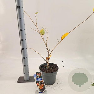 Hamamelis int. 'Aphrodite' 30-40 cm 5,0L