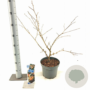 Hamamelis int. 'Aphrodite' 30-40 cm 5,0L