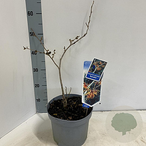 Hamamelis int. 'Aphrodite' 30-40 cm 5,0L