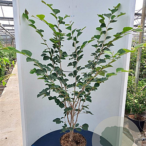 Hamamelis int. 'Feuerzauber' 125-150 cm met kluit piramide