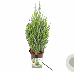 Juniperus chin. 'Stricta' 35-40 cm 2,0L