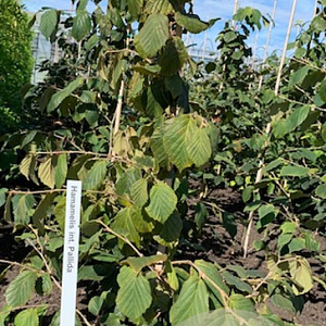 Hamamelis int. 'Pallida' 125-150 cm met kluit piramide
