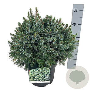 Picea omorika 'Nana' 30-40 cm 7,5L