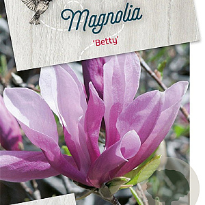 Magnolia 'Betty' 60-80 cm 5,0L