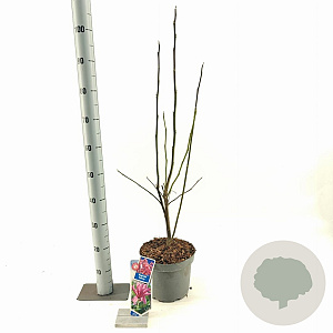 Magnolia 'Galaxy' 50-60 cm 5,0L