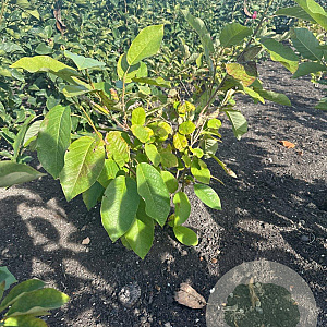 Magnolia sieboldii 60-80 cm met kluit