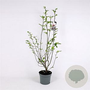 Magnolia soulangeana 100-125 cm met kluit solitair
