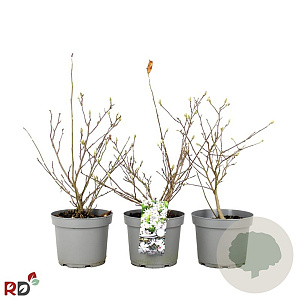 Magnolia stellata 40-50 cm 5,0L met knop