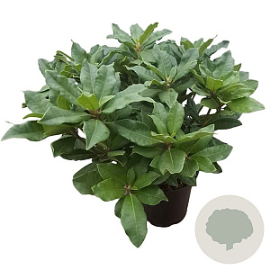 Rhododendron 'Lord Roberts' 30-40 cm 5,0L struik