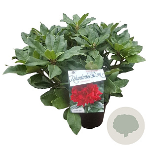 Rhododendron 'Lord Roberts' 30-40 cm 5,0L struik