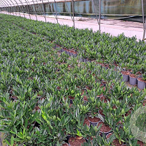 Prunus l. 'Otto Luyken' 20-30 cm 2,5L