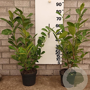 Prunus I. 'Rotundifolia' 60-80 cm 5,0L