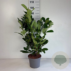 Prunus I. 'Rotundifolia' 60-80 cm 5,0L