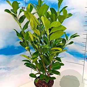 Prunus I. 'Rotundifolia' 60-80 cm 5,0L