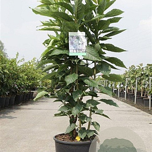 Prunus ser. 'Amanogawa' 100-125 cm 12L