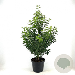 Prunus lusitanica 'Angustifolia' 80-100 cm 10L