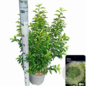 Prunus lusitanica 'Angustifolia' 80-100 cm 10L