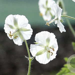 Geranium ph. 'Album' GM P9