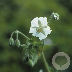 Geranium ph. 'Album' GM P9