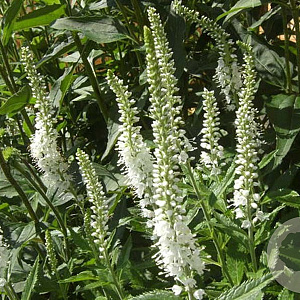 Veronica spic. 'Icicle' GM P9