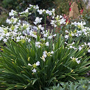 Agapanthus 'Silver Baby' GM 10L