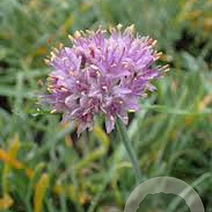 Allium senescens 'Glaucum' GM P9