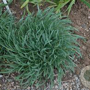Allium senescens 'Glaucum' GM P9