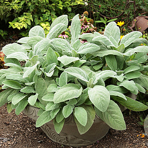 Stachys byz. 'Helene Von Stein' GM P9