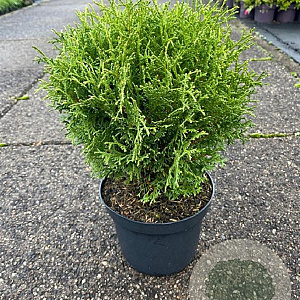 Thuja occ. 'Tiny Tim' 20-25 cm 3,0L