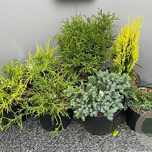 Thuja occ. 'Tiny Tim' 20-25 cm 3,0L