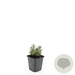 Lavandula ang. 'Hidcote' GM P9
