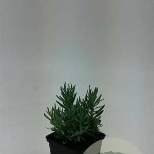 Lavandula ang. 'Hidcote' GM P9