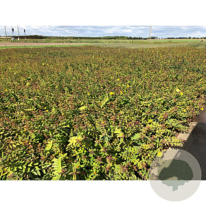 Hypericum 'Hidcote' 30-40 cm C1.5