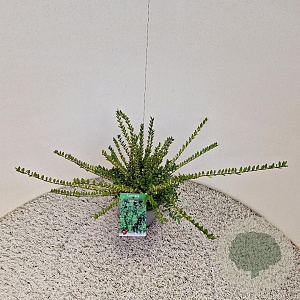 Lonicera nit. 'Elegant' 30-40 cm C1.5