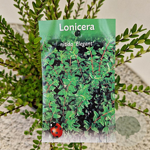 Lonicera nit. 'Elegant' 30-40 cm C1.5