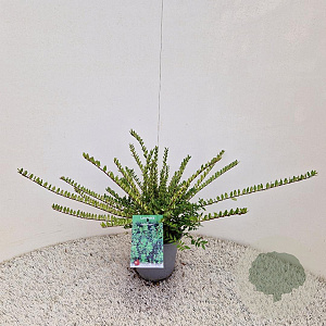 Lonicera nit. 'Elegant' 30-40 cm C1.5