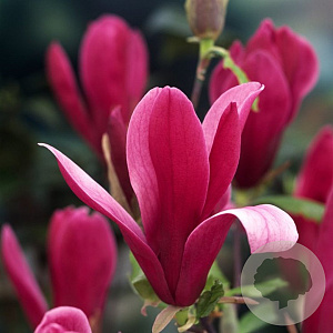 Magnolia liliiflora 'Nigra' 125-150 cm 20L