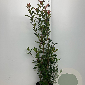 Photinia fraseri 'Red Robin' 150-175 cm 20L