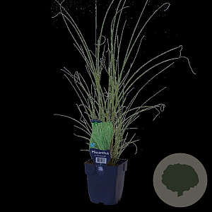 Miscanthus sin. 'Morning Light' GM  P11