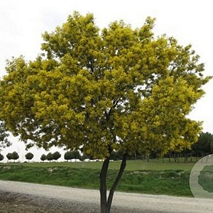 Acacia dealbata 12-14 HO draadkluit 3 X verplant