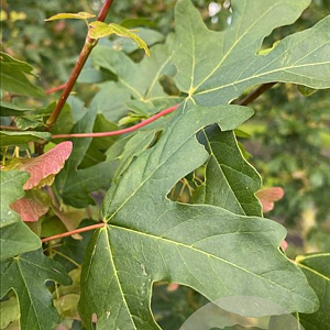 Acer campestre 350-400 cm draadkluit meerstammig 3-4 tak